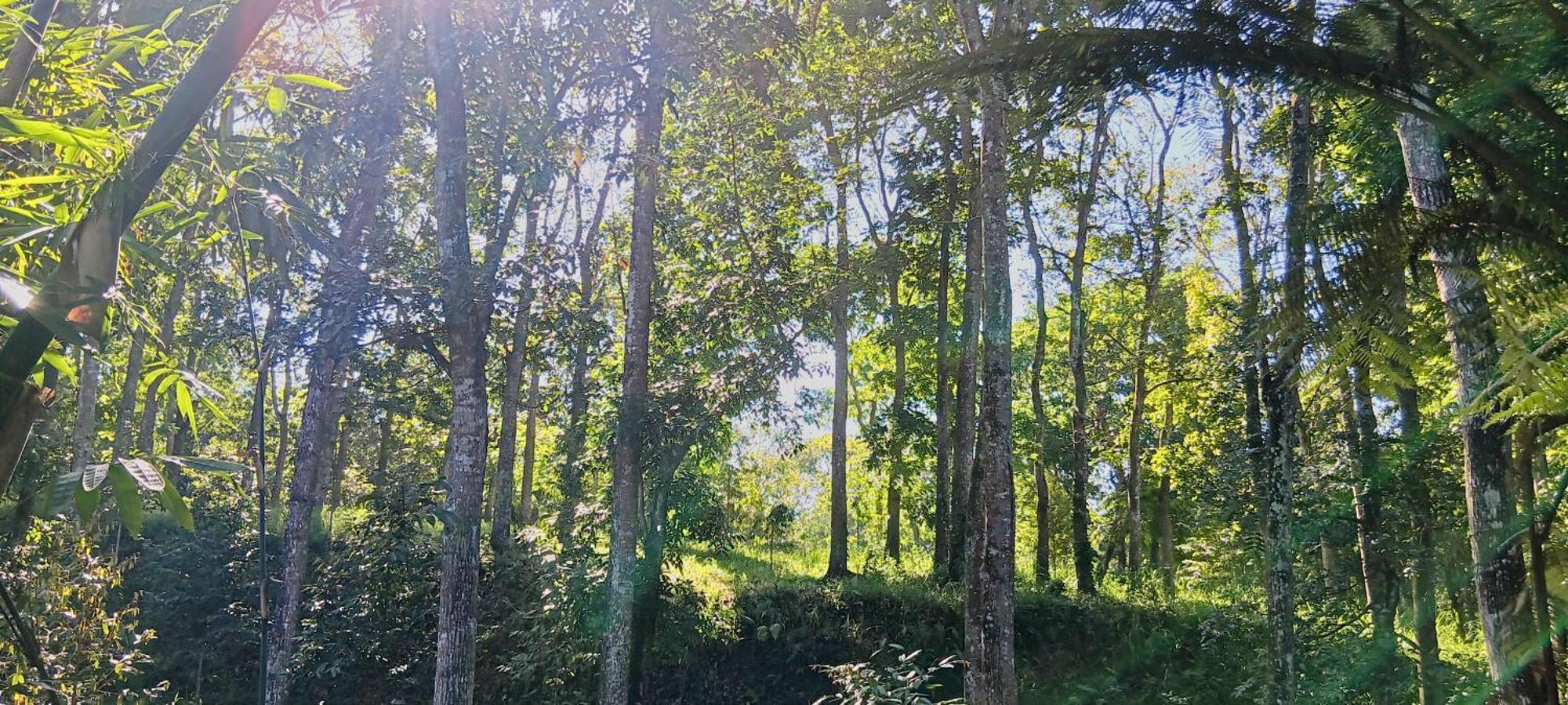 Tereng Wilis Jungle Inn เตเตบาตู ภายนอก รูปภาพ